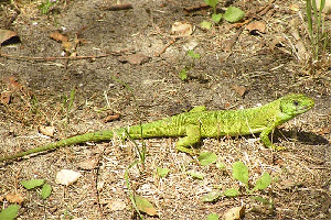 Jaszczurka-zielona533.gif