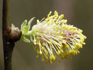 Wierzba-uszata-kwiaty.jpg
