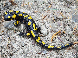 Salamandra-plamista.gif