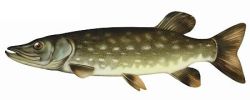Szczupakf.jpg