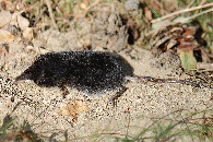 Rzęsorek rzeczek.gif