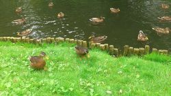 Kaczkakrzyzowka3rg.jpg