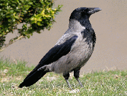 Wrona-siwa.gif