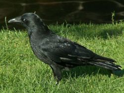 Czarnowron.jpg
