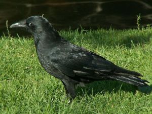 Czarnowron.jpg