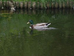 Kaczkakrzyzowka-samiec9rg.jpg