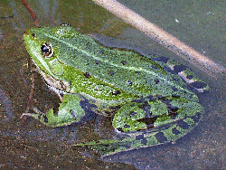 Żaba-wodna.gif