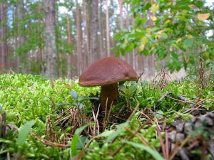 Podgrzybek-brunatny2rg.jpg