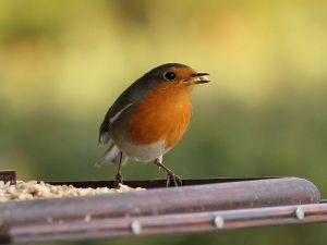 Rudzik zwyczajny.jpg