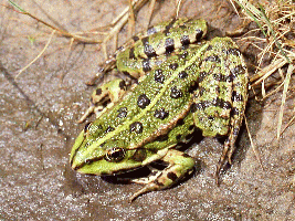 Żabowate.gif