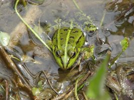 Żaba-jeziorkowa.jpg