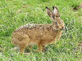 Zając-szarak.gif