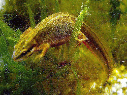 Traszka zwyczajna.gif