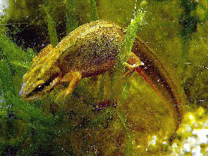 Traszka zwyczajna.gif